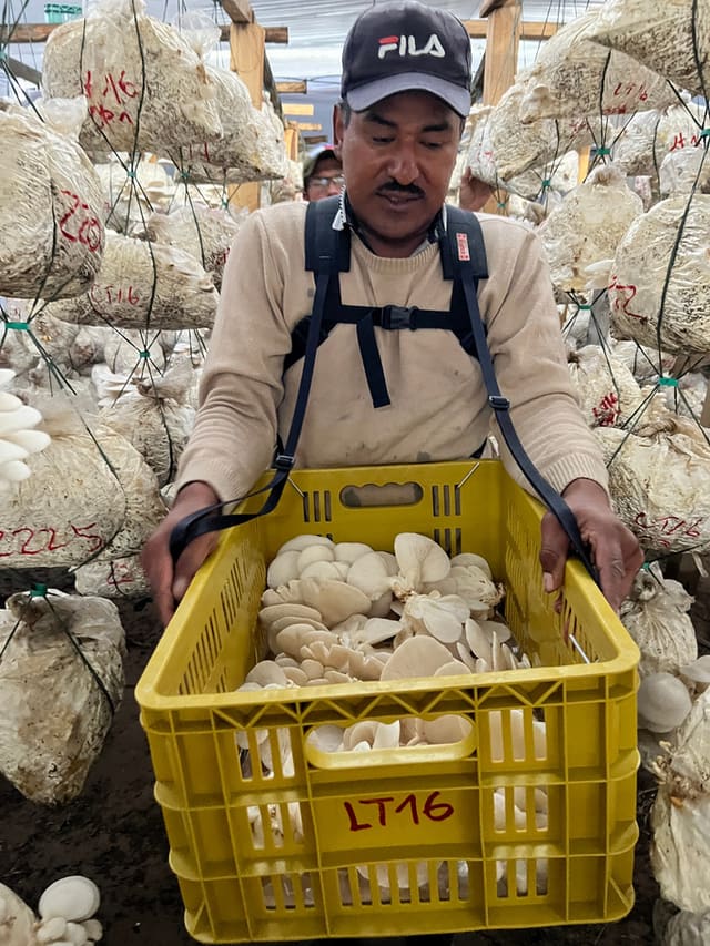 Cosecha de orellana blanca fresca en canastilla dentro del cultivo de Toca, Boyacá